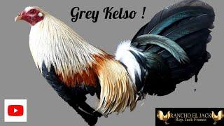 Algo fino Gallo Clement Grey / Kelso !!!!