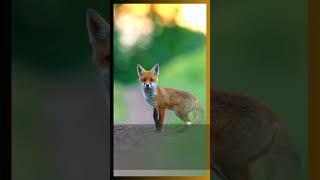 E-Book 1x1 Wildlifefotografie #wildlife #wildlifephotography #makingof #ebook