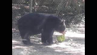 TJ the Black Bear eating watermelon in slow motion #fortworthzoo