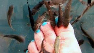 Garra Rufa Fish Pedicure - Doctor Fish is working hard on those feet