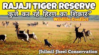 जंगल में कुत्ते कर रहे हिरण का शिकार️| Rajaji Tiger Reserve | Jhilmil Jheel Conservation Reserve