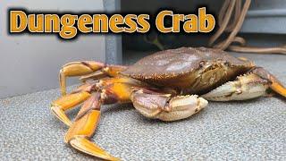 Dungeness Crab Fishing on the West Coast of BC - Prince Rupert - Catch, Clean and Cook - Self Guided