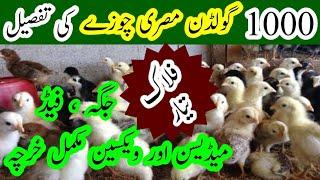 1000 Golden Misri Chicks Complete Expenses || Feed , Place , Medicine and Vaccine Ruppee Total