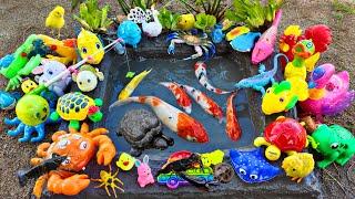 Ornamental Fish Fishing in Ponds, Betta Fish, Lobsters, Frogs, Turtles, Ducks, Pop It