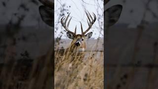 Big Buck Coming Right At You, 10 Yards From A 177” MEGA #hunting