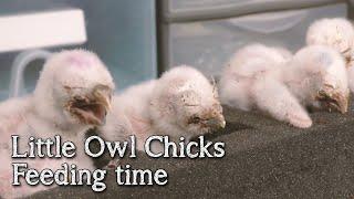 Little Owls | Feeding one week old chicks | Breeding Birds Of Prey