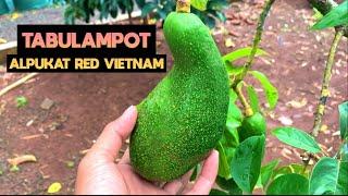 TABULAMPOT ALPUKAT RED VIETNAM #alpukat #redvietnam