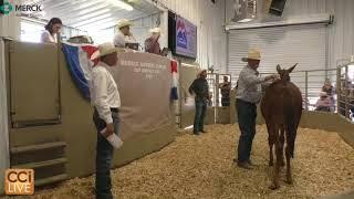 HORSES, HOUND AND MULE, Kirtland, NM July 22, 2023