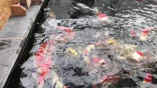 Tim Waddington feeding  Koi JBL ProPond Silkworm