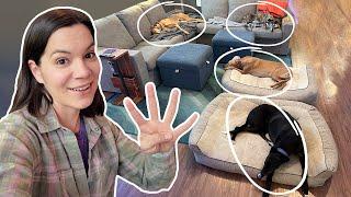 Living with 4 Greyhounds (again)!