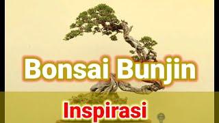 kumpulan bonsai gaya bunjin