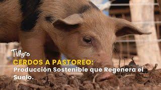 Cerdos a Pastoreo: Producción Sostenible que Regenera el Suelo - TvAgro por Juan Gonzalo Angel