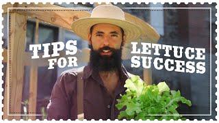 Best Tips for GROWING  LETTUCE with Success