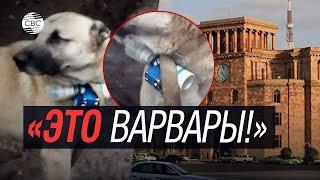 Армяне используют животных в военных целях | Эколог Эмин Мамедов