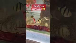 Хватай и беги! #аквариум #рыбки #анциструс #барбусы