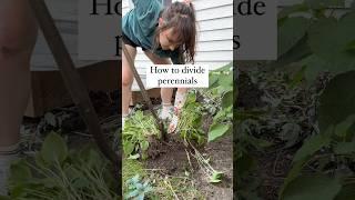 How to divide hostas #gardening #landscaping #perennial