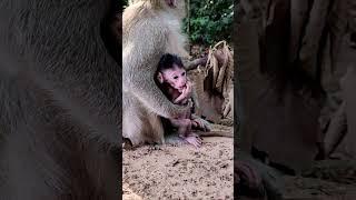 Lovely & active baby monkey