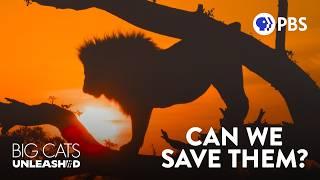 Africa’s Big Cats are Disappearing. What Can We Do? | Big Cats Unleashed