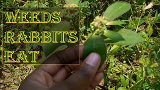 Common Weeds To Feed Rabbits - Animal Husbandry Uganda