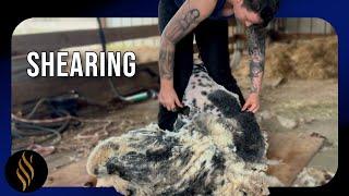 Soft, Cloud-Like Fleece On This Ram - Simple Shearing