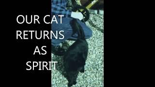 WARNING -REAL!  MY CAT  DIED & RETURNS AS GHOST #cats   #ghosts #apparitions  #psychicenergy #cats