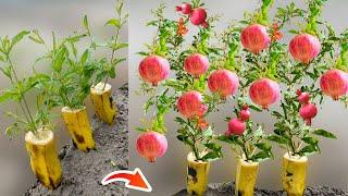 How To Grow Pomegranate Trees From Pomegranate in Banana