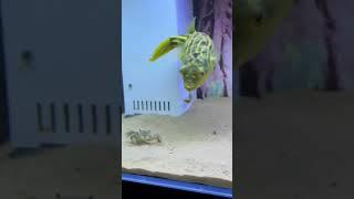 Fish vs Crab Fight in Crab Fish Tank | Crab Fish Fighting in Aquarium