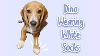 Dino wearing white socks~