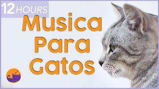 Música Magica para Gatos  Relájese y Calme a su Felino al Instante