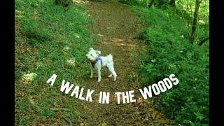 A walk in the woods with Ivy #video