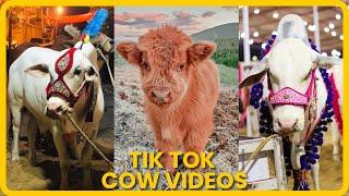 Tik Tok Eid Ul Adha Special | Cow Tik Tok | Cow Videos | Qurbani | Qurbani Ke Janwar | Bakra Eid