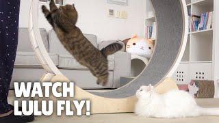 Run LuLu Run! Extreme Cat Wheel Workout! | Kittisaurus