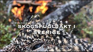 Capercaillie hunting in Sweden 2018/ Skogsfugljakt Sverige 2018 / Skogsfågeljakt 2018