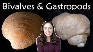 Mollusca (Pt 2): Bivalves & Gastropods- Invertebrate Paleontology | GEO GIRL
