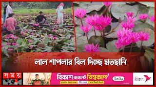 Beauty lovers in love with Shapla! | Water lily Netrokona News | Somoy TV