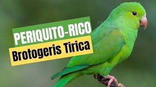 Periquito-Rico [Brotogeris tirica] - Pássaros e CIA - IMAGENS INÉDITAS