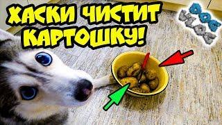 DOGVLOG: ХАСКИ ЧИСТИТ КАРТОШКУ! Говорящая собака