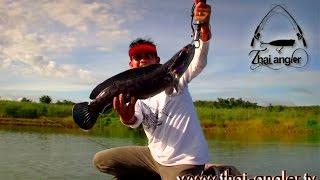 Angler Trip : มนต์ขลังเขื่อนศรีฯ ไม่มีเสื่อมคลาย