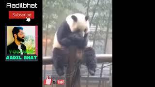 Animal Abuse ! Crying Sad Panda ! Emotional Video ! Aadil Bhat