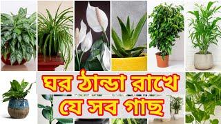 যেসব গাছ রাখলে গরমে ঘর ঠান্ডা থাকবে | Indoor Plants that keep the house cool in summer 🪴