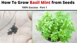 How to Grow Basil Mint from seeds with 100% Success ! Grow Basil