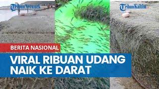 Viral Video Ribuan Udang Naik ke Darat di Gorontalo, Perekam Sampai Takjub, BMKG Beri Penjelasan