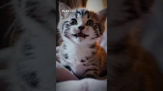 startled cat #iacreative#cat #cute #catdance #funnycats