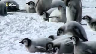 Дикая Антарктика   Wild Antarctica 2015   Мир Животных   Документальные фильмы   Документальные филь