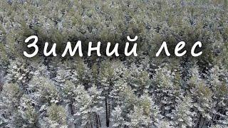 ЗИМНИЙ ЛЕС ️ / WINTER FOREST ️