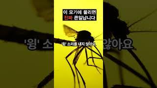 이 모기에 물리면 진짜 큰일납니다