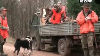 Загонная охота на кабана . 2018