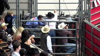 Grand National Rodeo Cruelty - Steer Wrestling - Tail Pulling - Oct 22, 2011