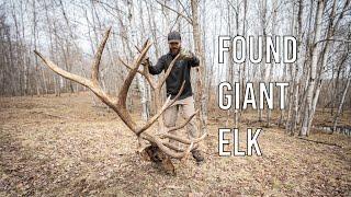 Shed Hunting for deer  (GIANT ELK DEAD HEAD FOUND)