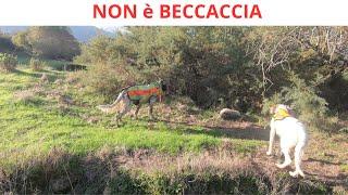 NON è BECCACCIA. Caccia con cane da ferma in Sardegna. Cerchi la Beccaccia ed esce la Gallinella.